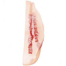 Lola Satisfaction Miss Universe, телесный