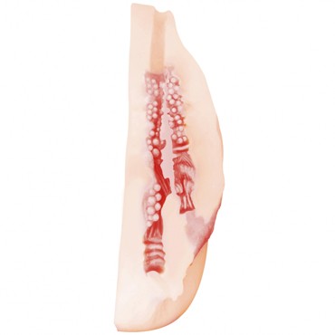 Lola Satisfaction Miss Universe, телесный