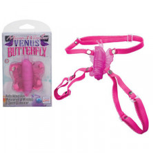 California Exotic Venus Butterfly