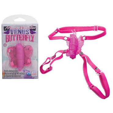 California Exotic Venus Butterfly