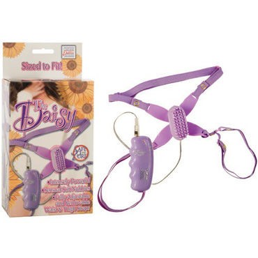 California Exotic Daisy