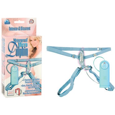 California Exotic Dolphin