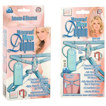 California Exotic Dolphin